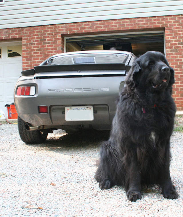 Tall+newf+behind+euro1287534055.jpg