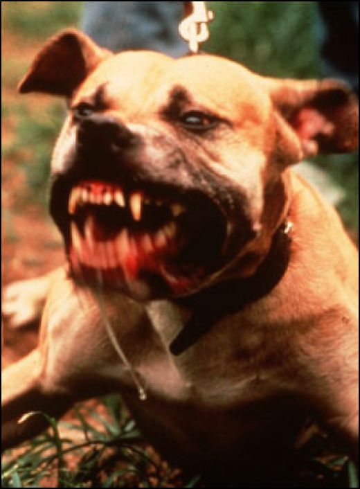 pittbull_1225790903.jpg